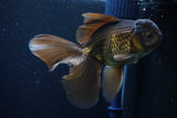 Thai Oranda  Bronze 5 Inch (ID#1025To12c-9) Free2Day SHIPPING