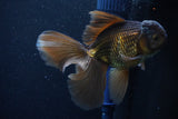 Thai Oranda  Bronze 5 Inch (ID#1025To12c-9) Free2Day SHIPPING