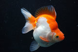 Ryukin  Calico 4.5 Inch (ID#913Ry7a-3) Free2Day SHIPPING