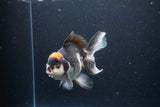 Thai Oranda  Tricolor 5.5 Inch (ID#1115To6c-112)