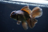 Thai Oranda  Bronze 5 Inch (ID#1025To12c-9) Free2Day SHIPPING