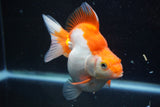 Ryukin  Calico 4.5 Inch (ID#913Ry7a-3) Free2Day SHIPPING