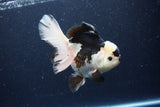 Thai Oranda  Panda 5.5 Inch (ID#1115To6c-113)