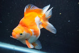 Ryukin  Calico 4.5 Inch (ID#913Ry7a-3) Free2Day SHIPPING