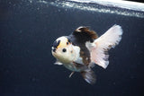 Thai Oranda  Panda 5.5 Inch (ID#1115To6c-113)