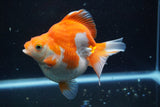 Ryukin  Calico 4.5 Inch (ID#913Ry7a-3) Free2Day SHIPPING