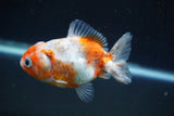 Yuan Bao Oranda  Calico 3.5 Inch (ID#813Yb10b-21) Free2Day SHIPPING