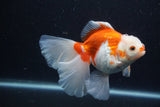 Thai Oranda  Red White 5 Inch (ID#0113T2b-70) Free2Day SHIPPING