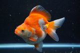 Ryukin  Calico 4.5 Inch (ID#913Ry7a-3) Free2Day SHIPPING