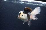 Thai Oranda  Panda 5.5 Inch (ID#1115To6c-113)