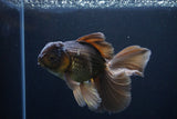 Thai Oranda  Bronze 5 Inch (ID#1025To12c-9) Free2Day SHIPPING