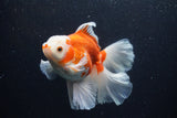 Thai Oranda  Red White 5 Inch (ID#0113T2b-70) Free2Day SHIPPING