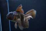 Thai Oranda  Bronze 5 Inch (ID#1025To12c-9) Free2Day SHIPPING