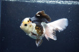 Thai Oranda  Panda 5.5 Inch (ID#1115To6c-113)