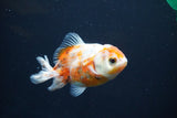 Yuan Bao Oranda  Calico 3.5 Inch (ID#813Yb10b-21) Free2Day SHIPPING