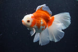 Thai Oranda  Red White 5 Inch (ID#0113T2b-70) Free2Day SHIPPING