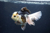 Thai Oranda  Panda 5.5 Inch (ID#1115To6c-113)