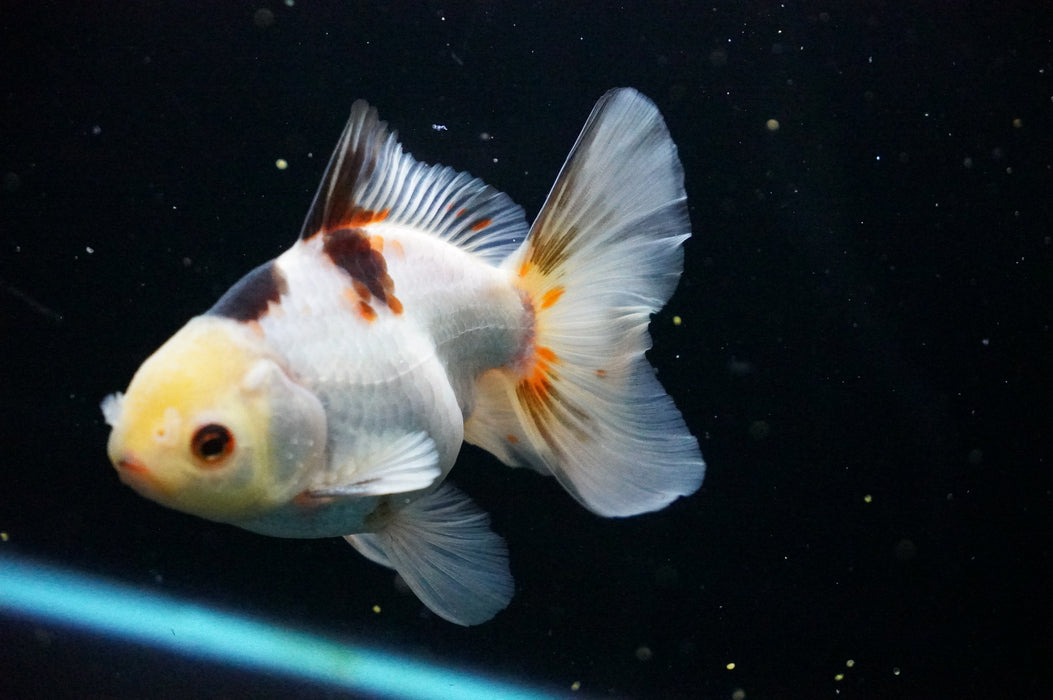 Thai Oranda  Tricolor 4.5 Inch (ID#1007T6c-89) Free2Day SHIPPING