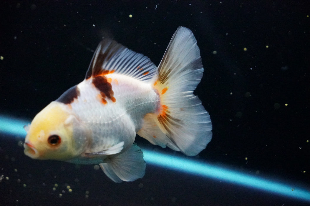 Thai Oranda  Tricolor 4.5 Inch (ID#1007T6c-89) Free2Day SHIPPING