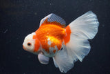 Thai Oranda  Red White 5 Inch (ID#0113T2b-70) Free2Day SHIPPING