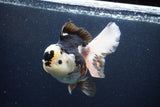 Thai Oranda  Panda 5.5 Inch (ID#1115To6c-113)