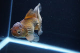 Thai Oranda  Bronze 4.5 Inch (ID#1029To12c-7) Free2Day SHIPPING