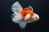 Thai Oranda  Red White 5 Inch (ID#0113T2b-70) Free2Day SHIPPING