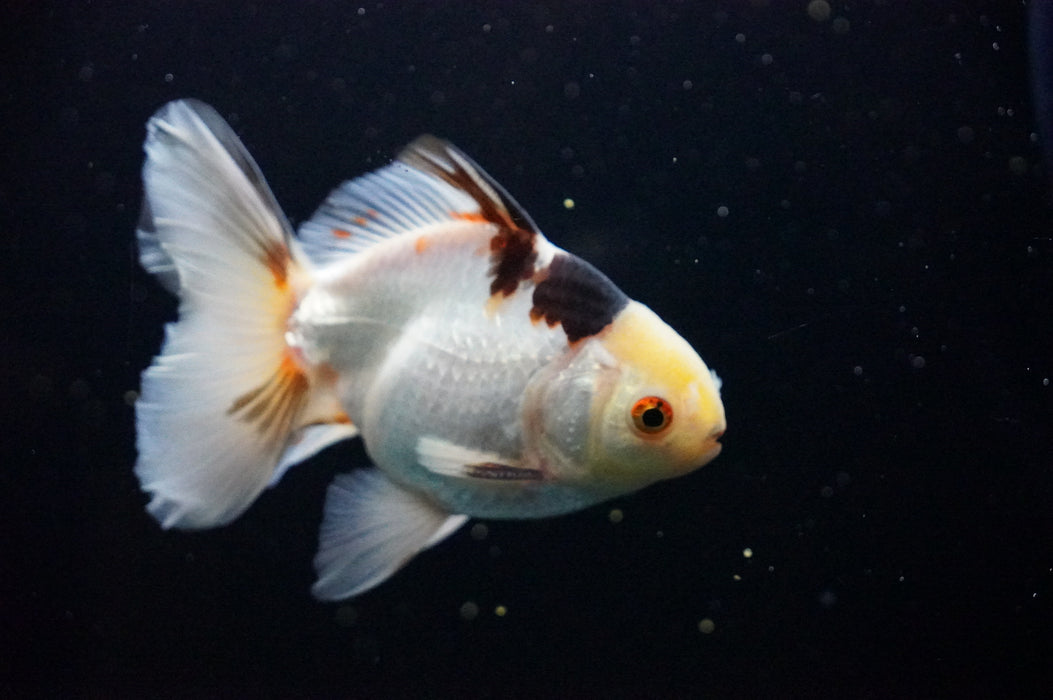 Thai Oranda  Tricolor 4.5 Inch (ID#1007T6c-89) Free2Day SHIPPING