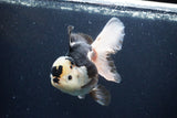 Thai Oranda  Panda 5.5 Inch (ID#1115To6c-113)