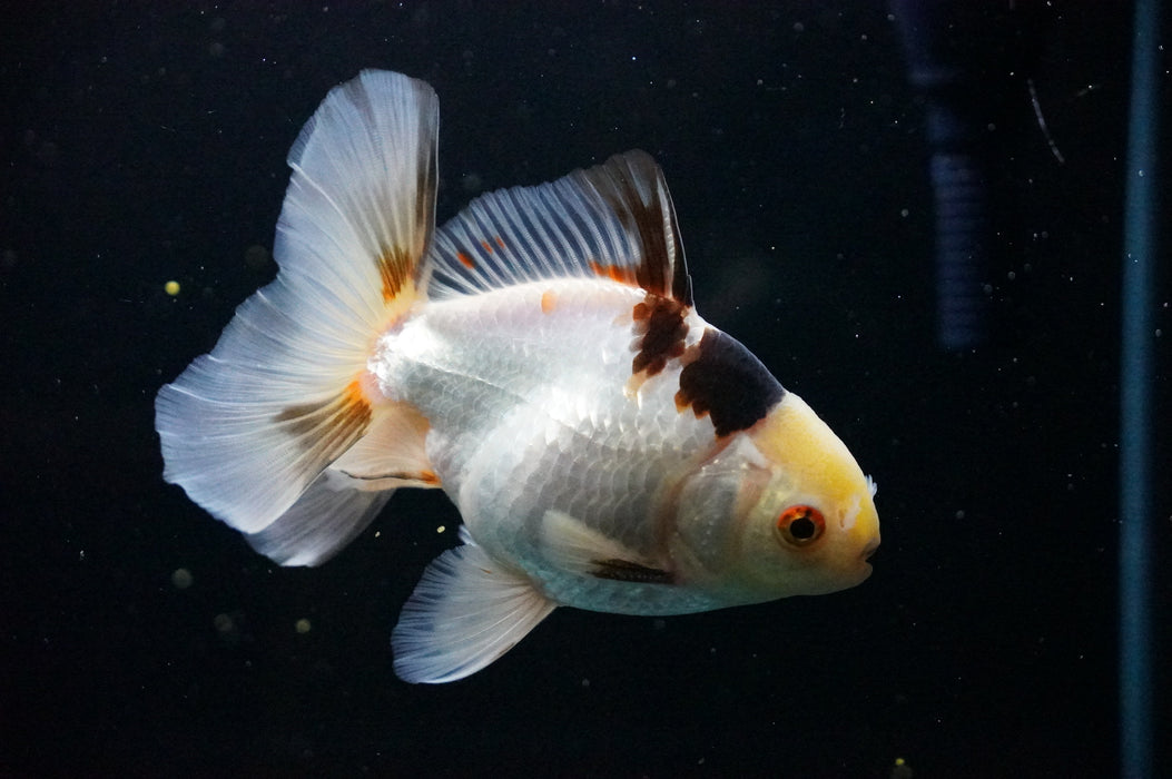 Thai Oranda  Tricolor 4.5 Inch (ID#1007T6c-89) Free2Day SHIPPING