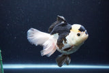 Thai Oranda  Panda 5.5 Inch (ID#1115To6c-113)