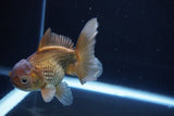 Thai Oranda  Bronze 4.5 Inch (ID#1029To12c-7) Free2Day SHIPPING