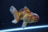 Thai Oranda  Bronze 4.5 Inch (ID#1029To12c-7) Free2Day SHIPPING