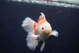 Thai Oranda  Red White 5.5 Inch (ID#0113T2b-71) Free2Day SHIPPING