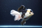 Thai Oranda  Panda 5.5 Inch (ID#1115To6c-113)