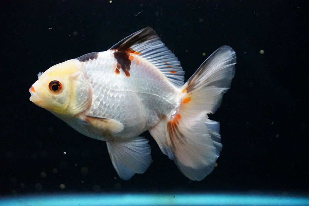 Thai Oranda  Tricolor 4.5 Inch (ID#1007T6c-89) Free2Day SHIPPING
