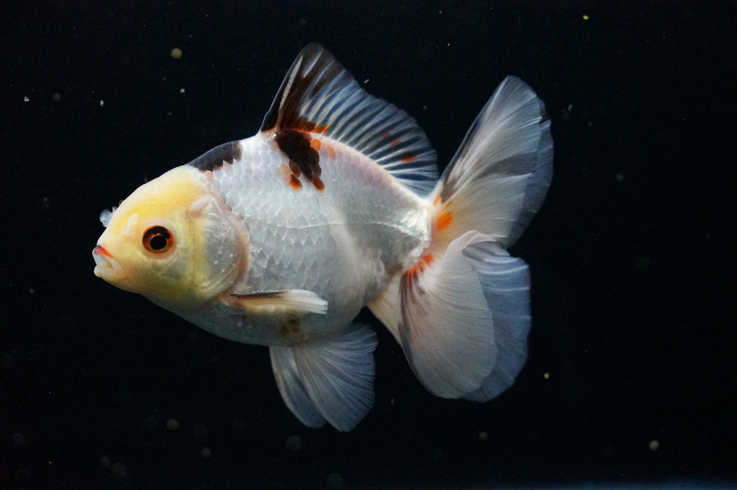 Thai Oranda  Tricolor 4.5 Inch (ID#1007T6c-89) Free2Day SHIPPING