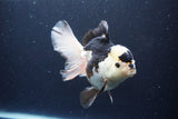 Thai Oranda  Panda 5.5 Inch (ID#1115To6c-113)