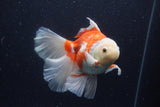 Thai Oranda  Red White 5.5 Inch (ID#0113T2b-71) Free2Day SHIPPING