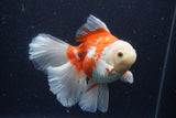 Thai Oranda  Red White 5.5 Inch (ID#0113T2b-71) Free2Day SHIPPING