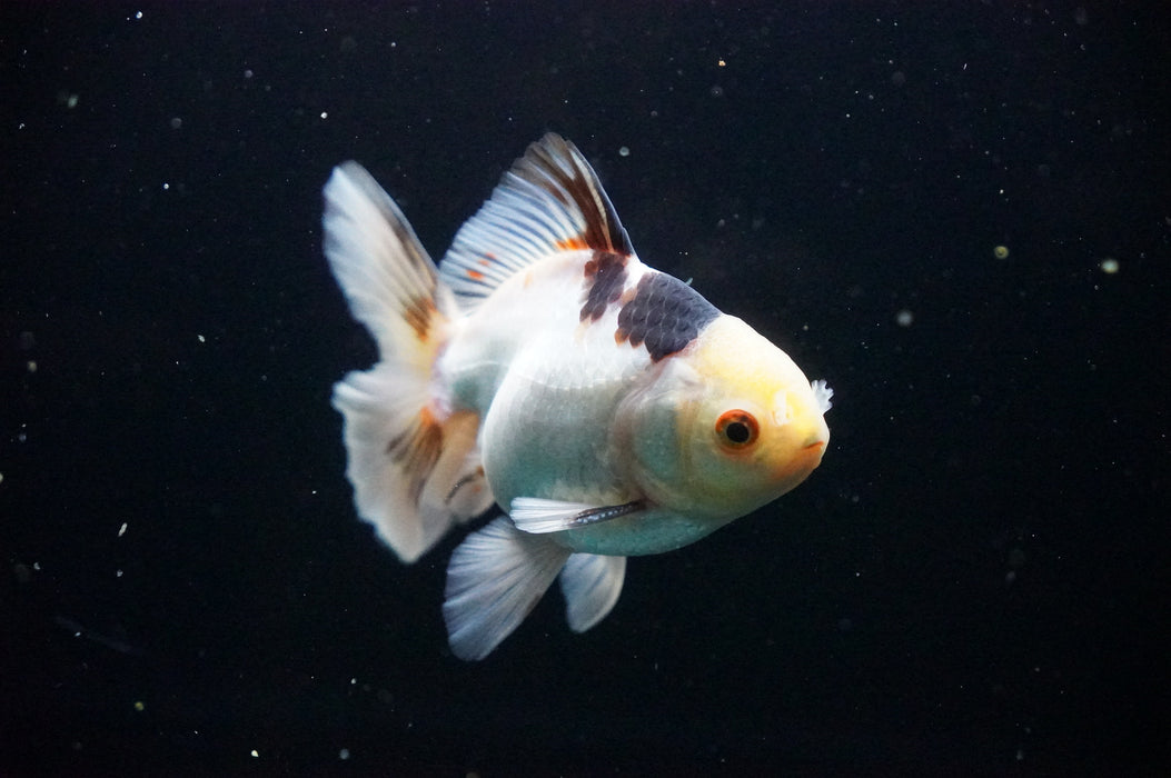 Thai Oranda  Tricolor 4.5 Inch (ID#1007T6c-89) Free2Day SHIPPING