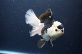 Thai Oranda  Panda 5.5 Inch (ID#1115To6c-113)