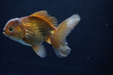 Thai Oranda  Bronze 4.5 Inch (ID#1029To12c-7) Free2Day SHIPPING