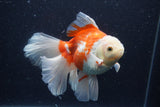 Thai Oranda  Red White 5.5 Inch (ID#0113T2b-71) Free2Day SHIPPING