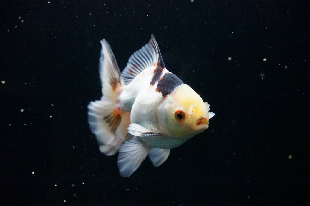 Thai Oranda  Tricolor 4.5 Inch (ID#1007T6c-89) Free2Day SHIPPING