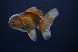 Thai Oranda  Bronze 4.5 Inch (ID#1029To12c-7) Free2Day SHIPPING