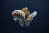 Thai Oranda  Bronze 4.5 Inch (ID#1029To12c-7) Free2Day SHIPPING