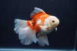 Thai Oranda  Red White 5.5 Inch (ID#0113T2b-71) Free2Day SHIPPING