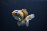 Thai Oranda  Bronze 4.5 Inch (ID#1029To12c-7) Free2Day SHIPPING