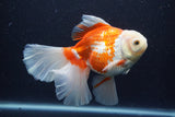 Thai Oranda  Red White 5.5 Inch (ID#0113T2b-71) Free2Day SHIPPING